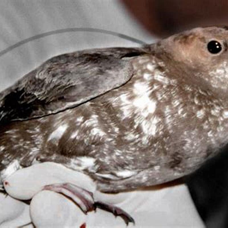 Why are Marbled Murrelet endangered?