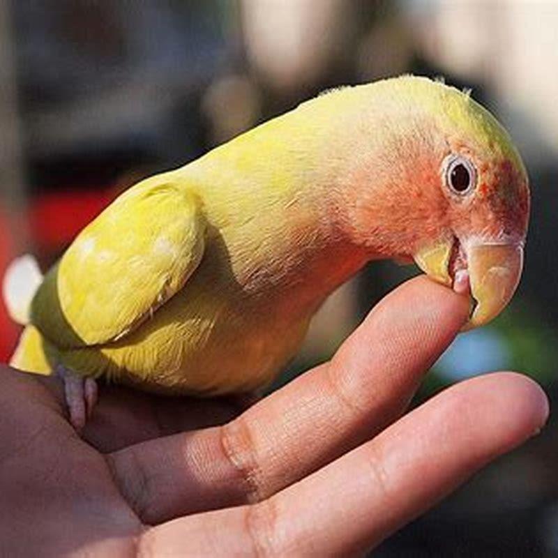 Why are my birds biting themselves?