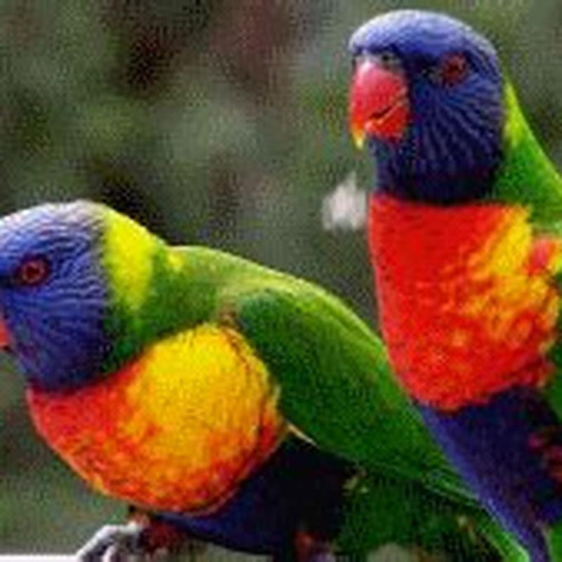 Why are rainbow lorikeets important?