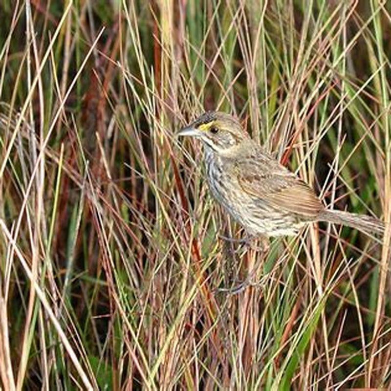Why are seaside sparrows endangered?