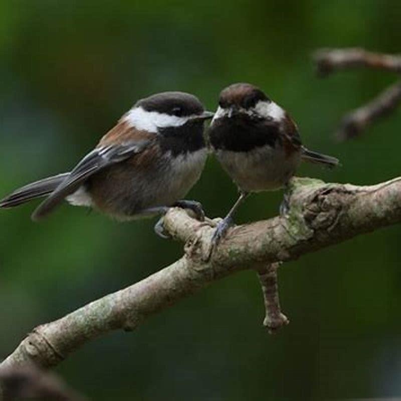 Why are they called chickadees?