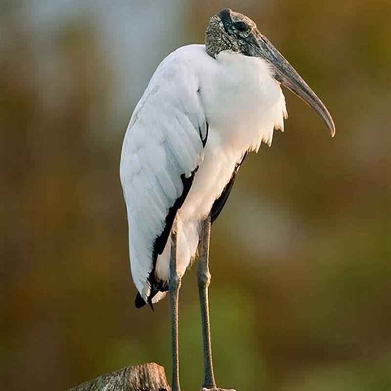 Why are they called wood storks?