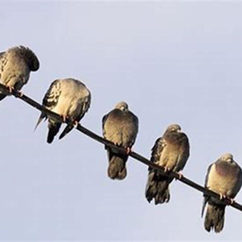 Why can birds sit on power cables?