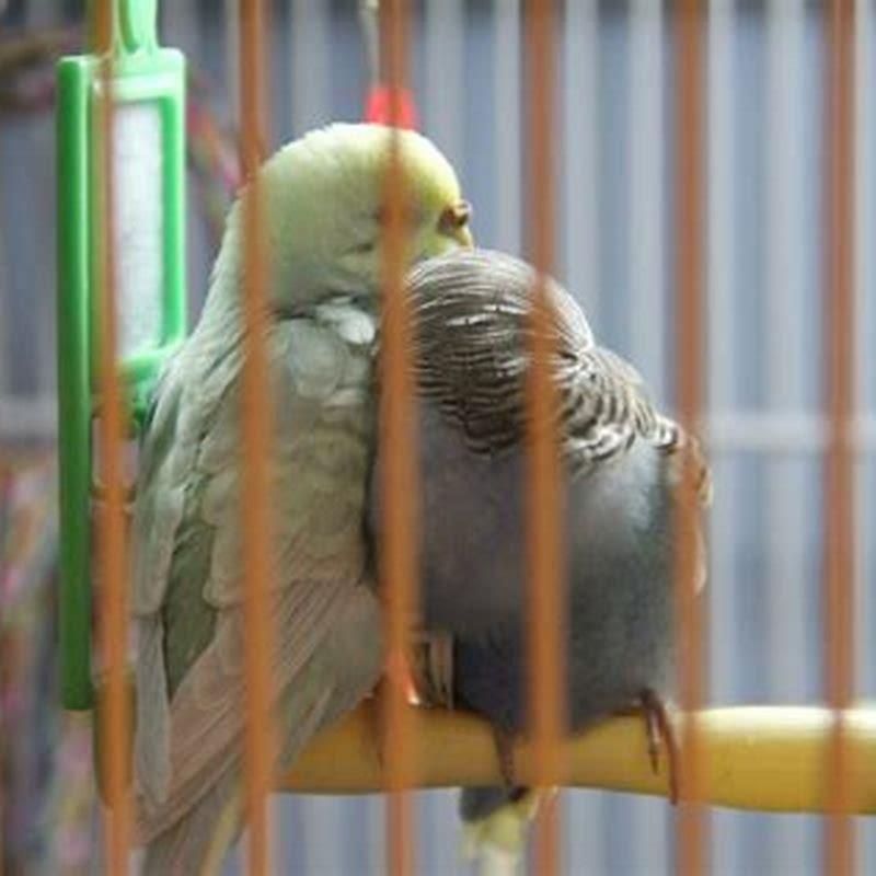 Why do all my budgies keep dying?