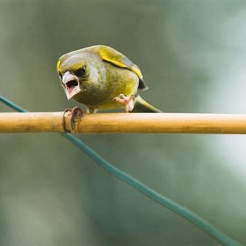 Why do birds chase other birds?