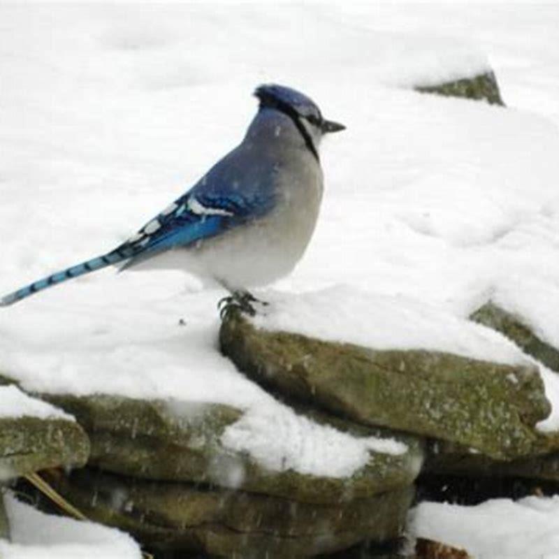 Why do birds come back from the South?