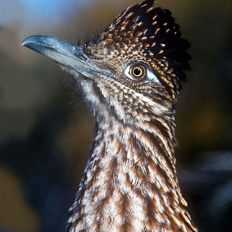 Why do birds disappear in winter?