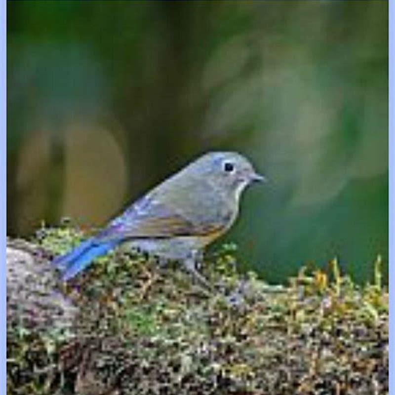 Why do birds gather and sing?