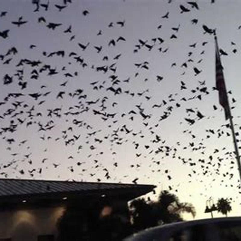 Why do birds go crazy at sundown?