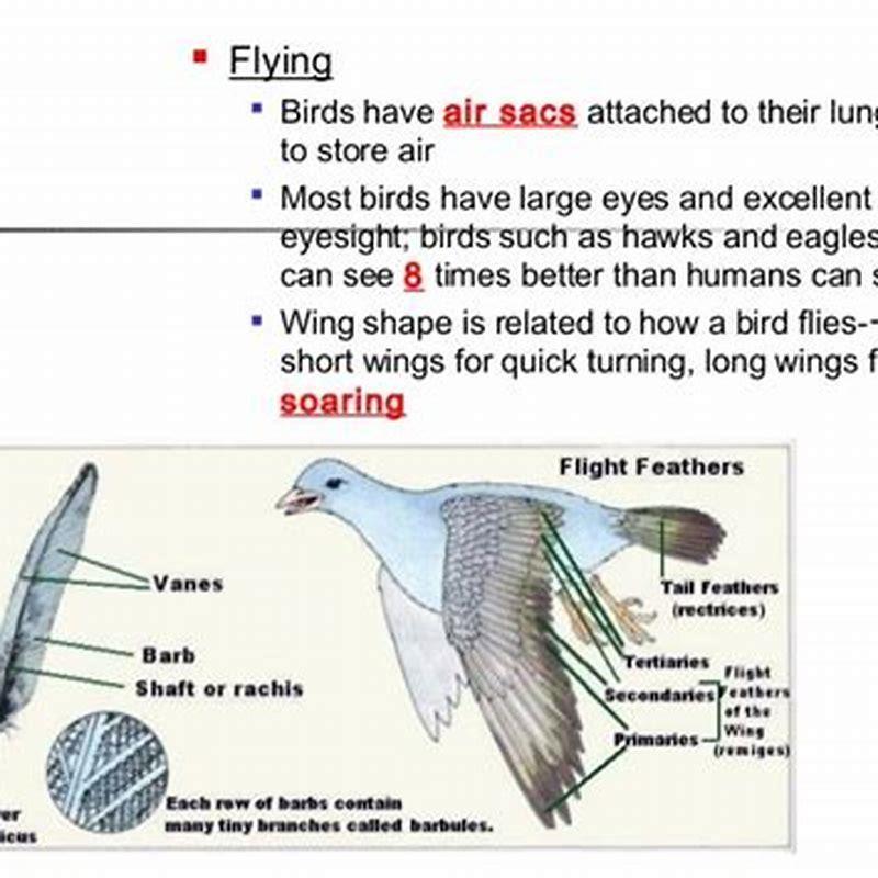 Why Do Birds Have So Many Air Sacs DIY Seattle why-do-birds-have-so-many-air-sacs-diy-seattle