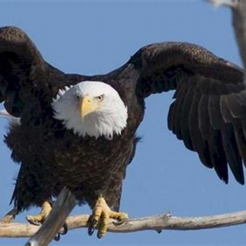 Why do birds lay with wings spread?