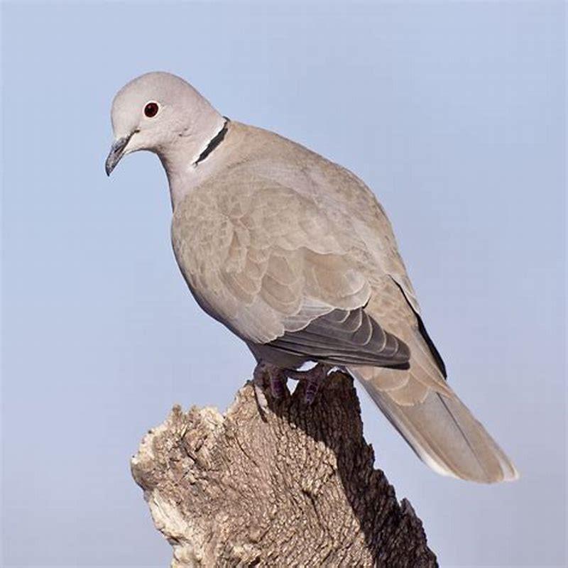 Why do birds like to land on your head?