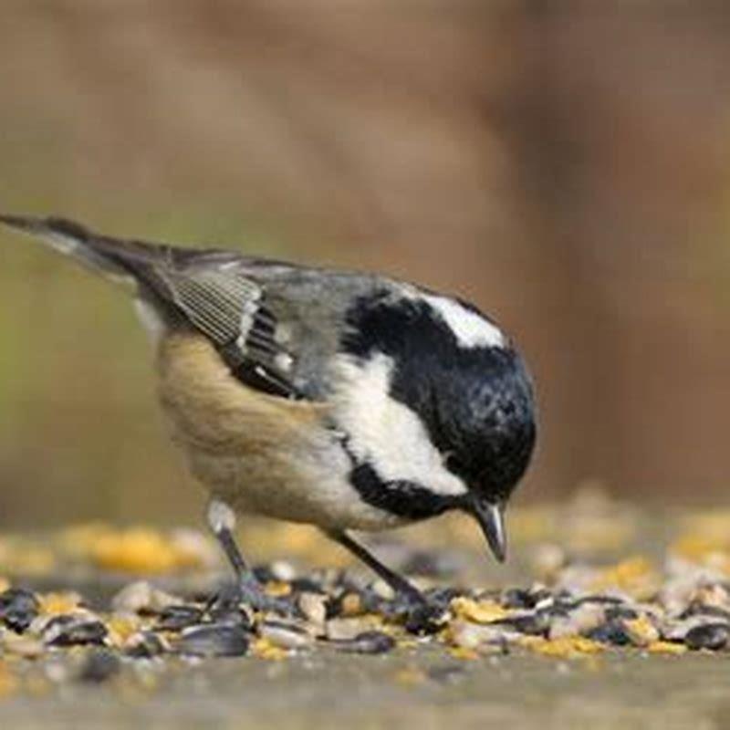 Why do birds love sunflower seeds?