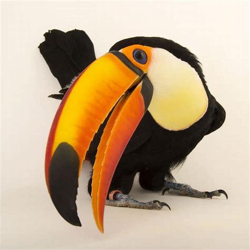 Why do birds open their wings in the rain?