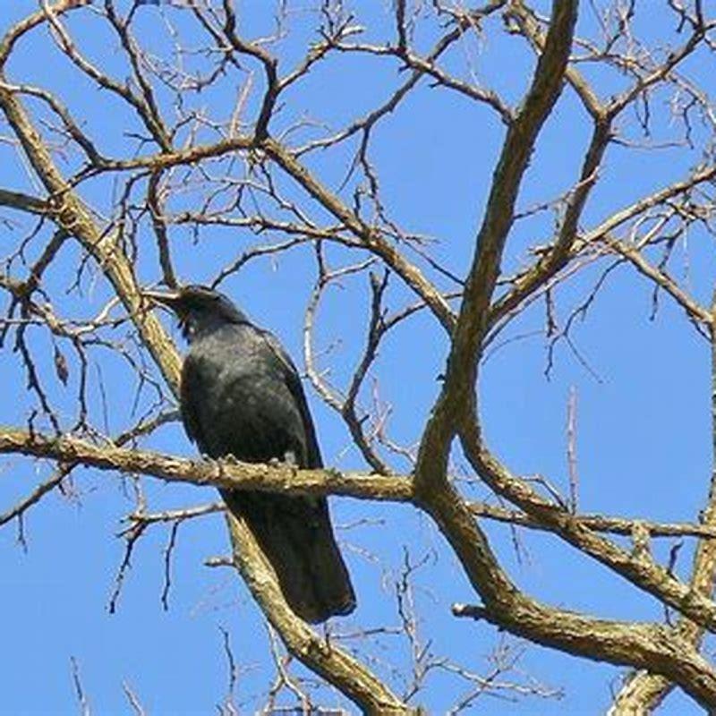 why-do-birds-roost-at-night-diy-seattle