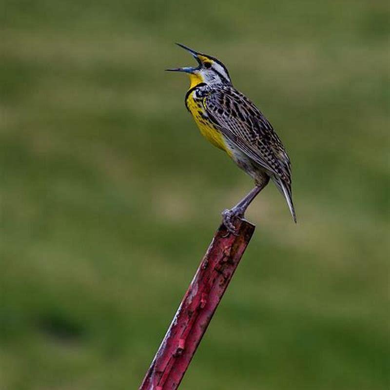 Why do birds suddenly sing?