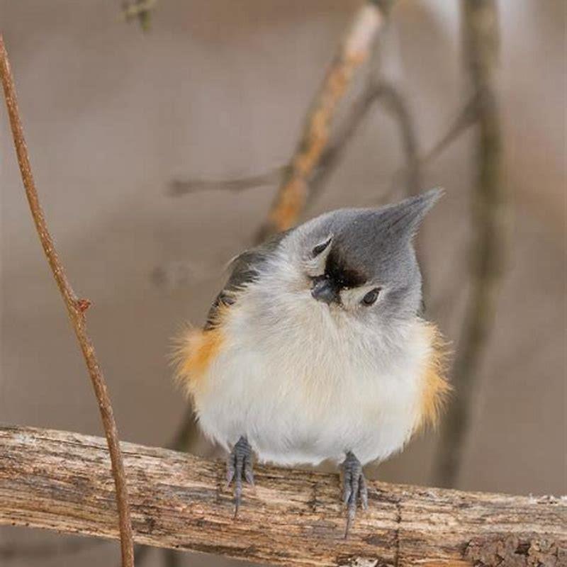 Why do cats mock birds?