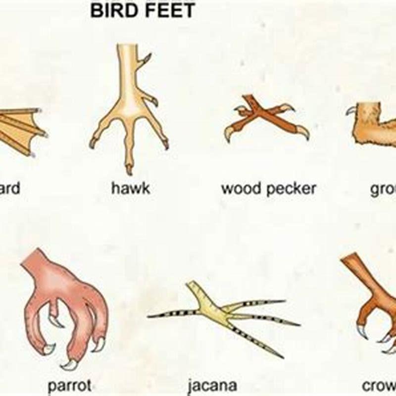 Why do different birds have different beaks and feet? - DIY Seattle