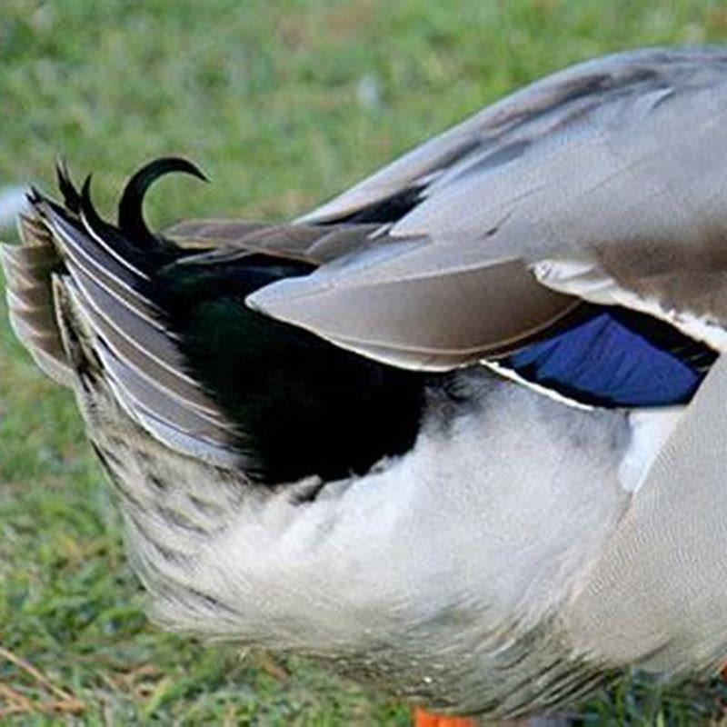 Why do duck have long tail feathers?