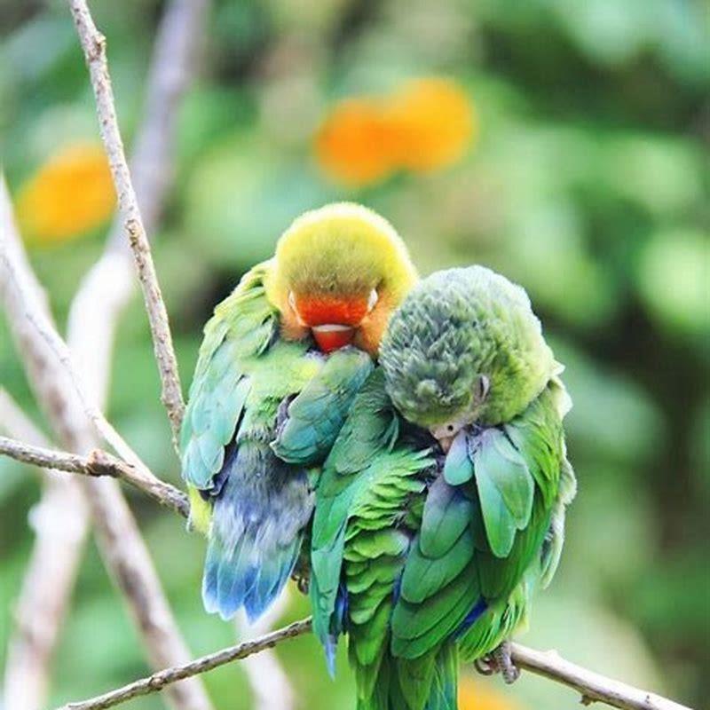 Why do feathers fall from birds?