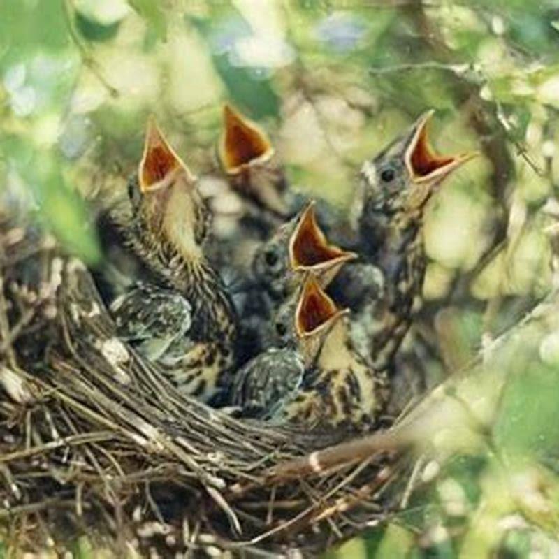 Why do mother birds abandon their babies?