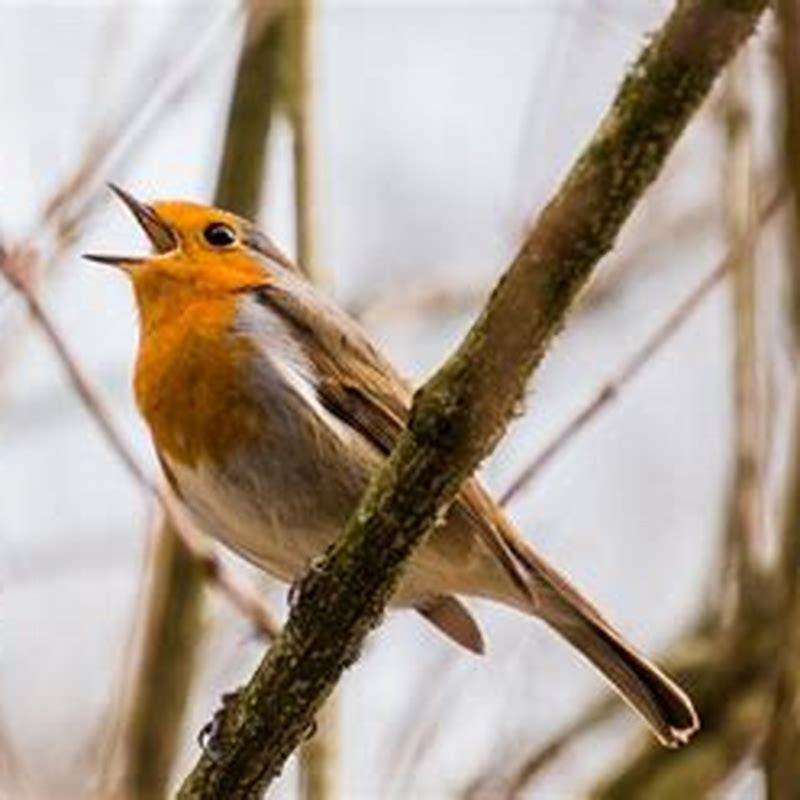 Why do the birds sing song?