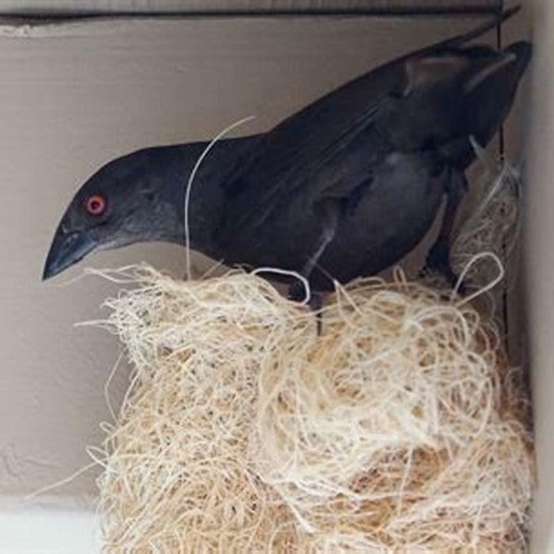 Why do the bronzed cowbird and Oriole live together?