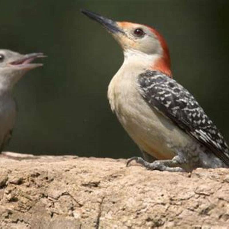 Why do woodpeckers kill other baby birds?