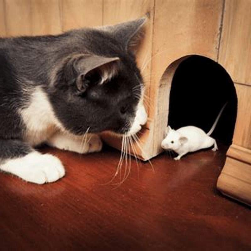 Why does my cat catch birds?