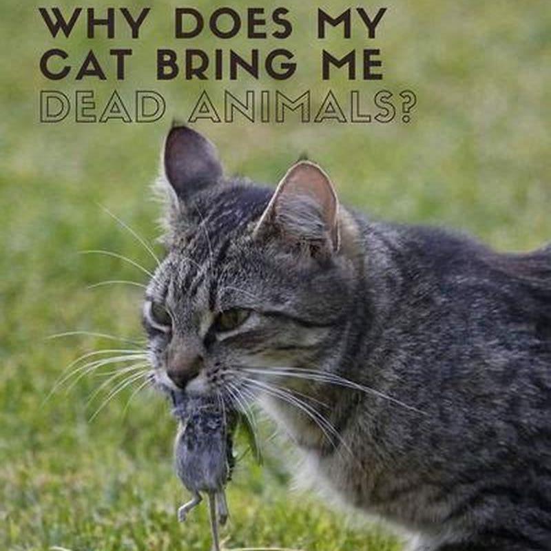 Why does my cat talk to the birds?
