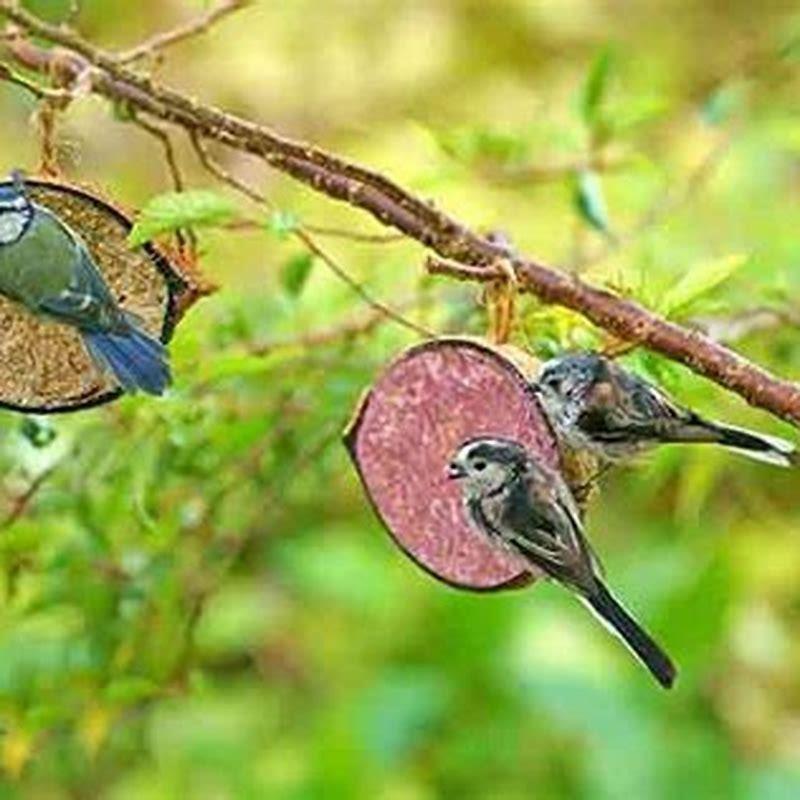 Why have all the birds disappeared from my garden?