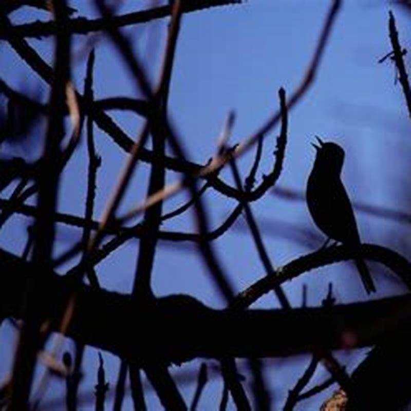 Why have birds been chirping at night? - DIY Seattle