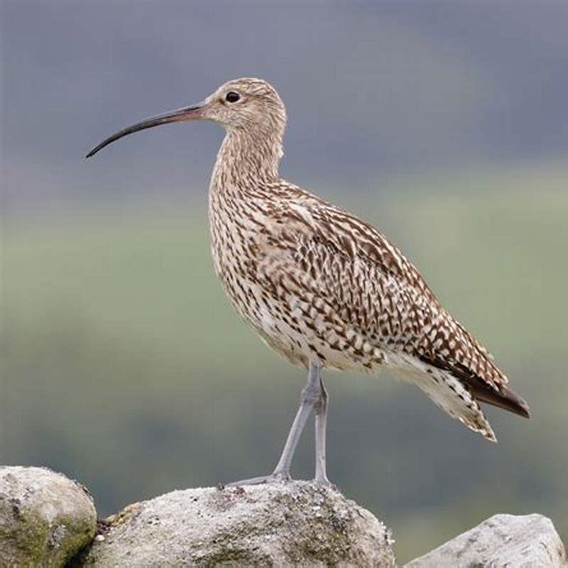 Why is a curlew called a curlew?