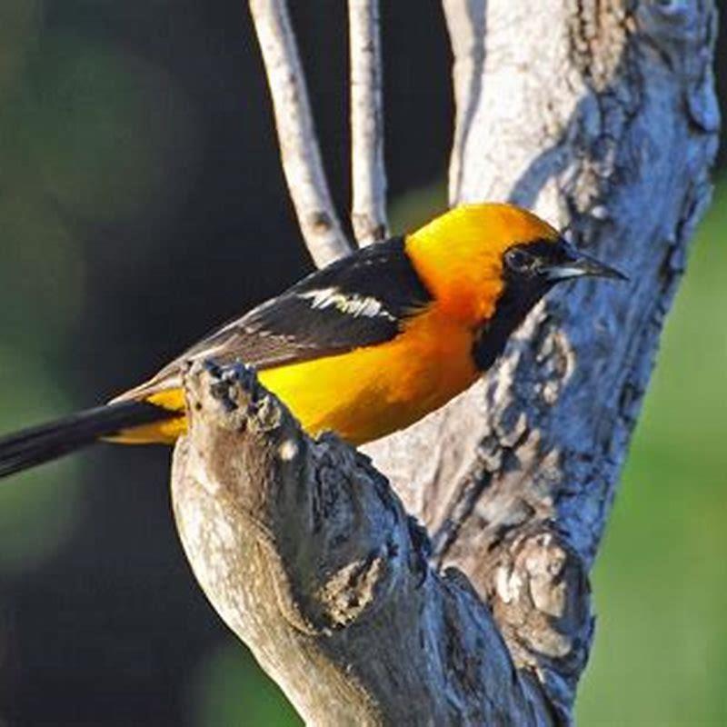 Why Is A Hooded Oriole Called Hooded? - Diy Seattle