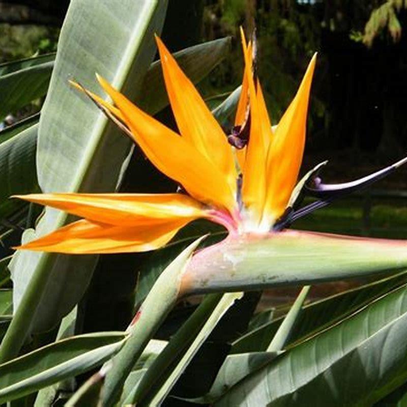 Why is bird of paradise not blooming? - DIY Seattle