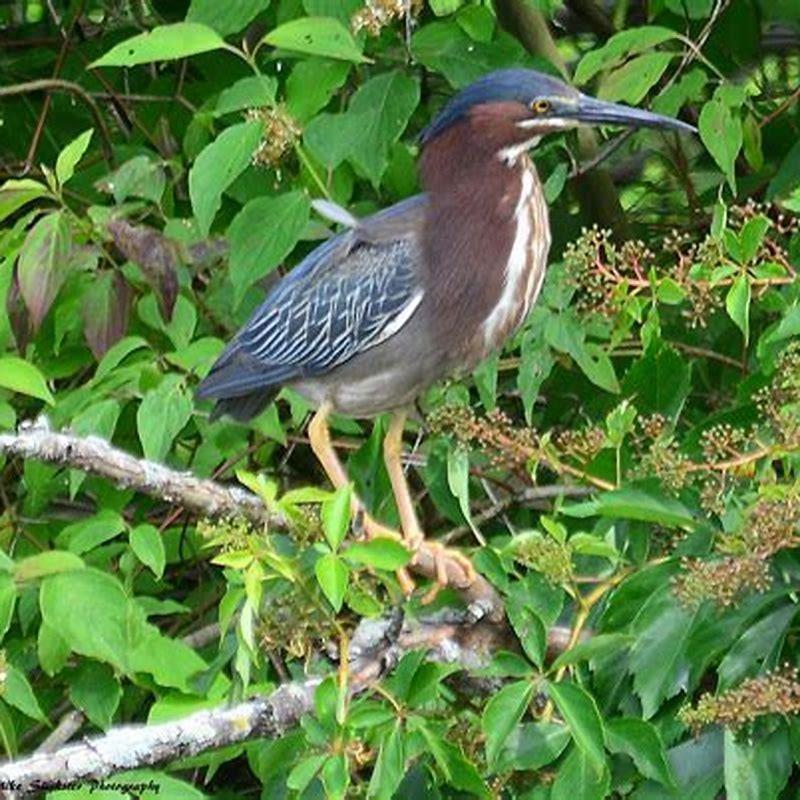 Why is it called a Green Heron?