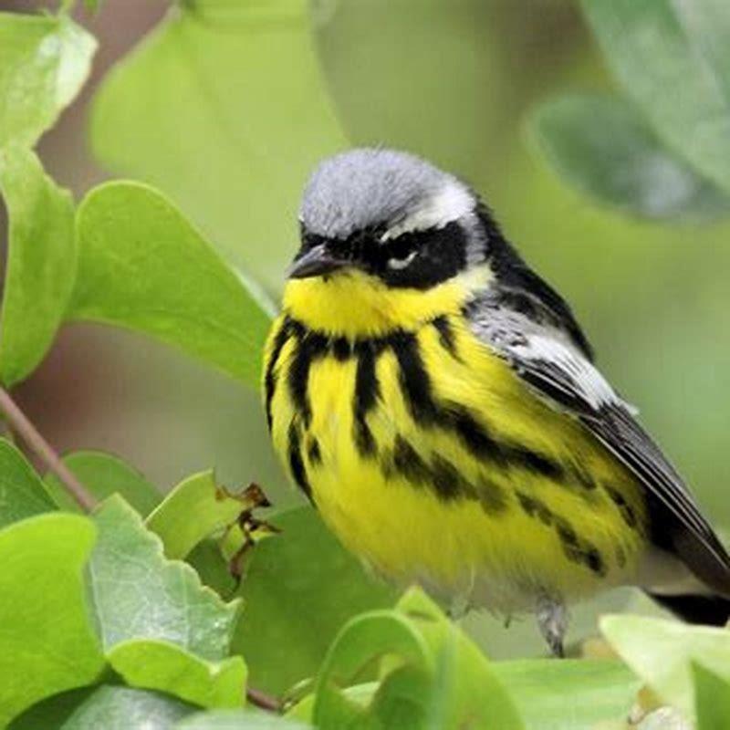 why-is-it-called-a-magnolia-warbler-diy-seattle