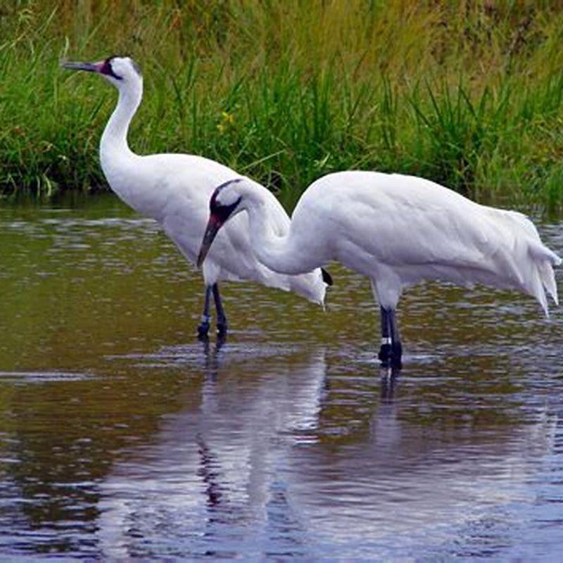 Why is it called a whooping crane?