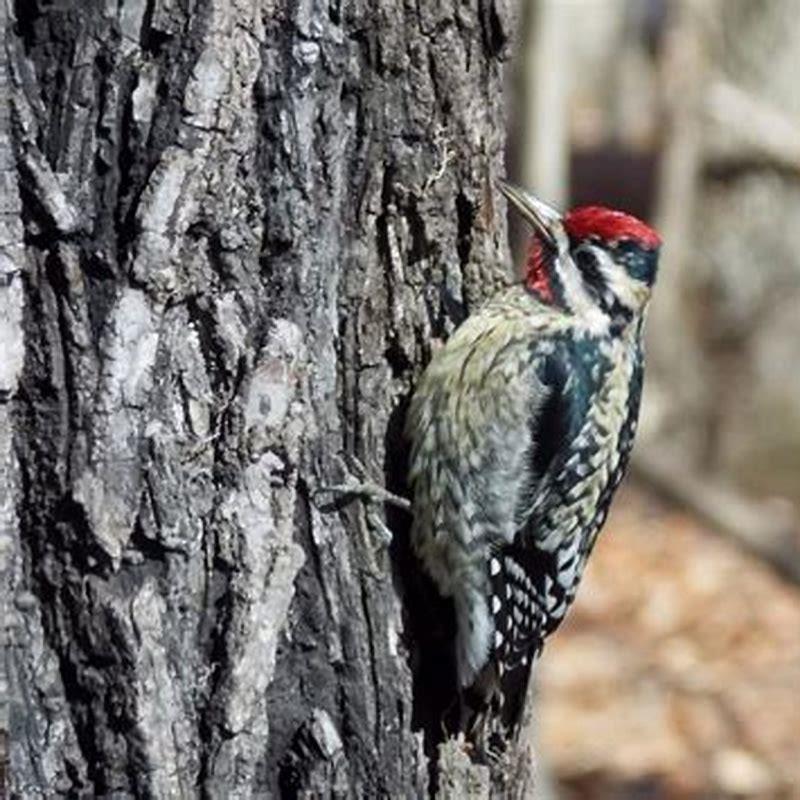 Why is it called a Yellow-bellied Sapsucker?