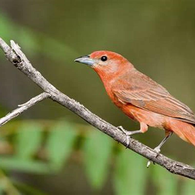 Why is it called hepatic tanager?