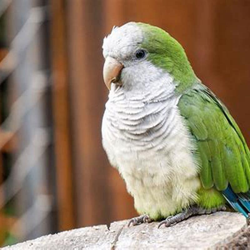 Why is it called monk parakeet? - DIY Seattle