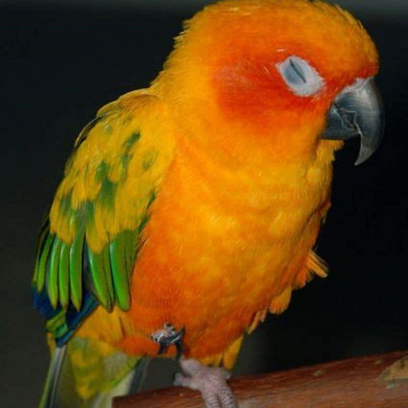 Why is my bird biting my other birds feet?