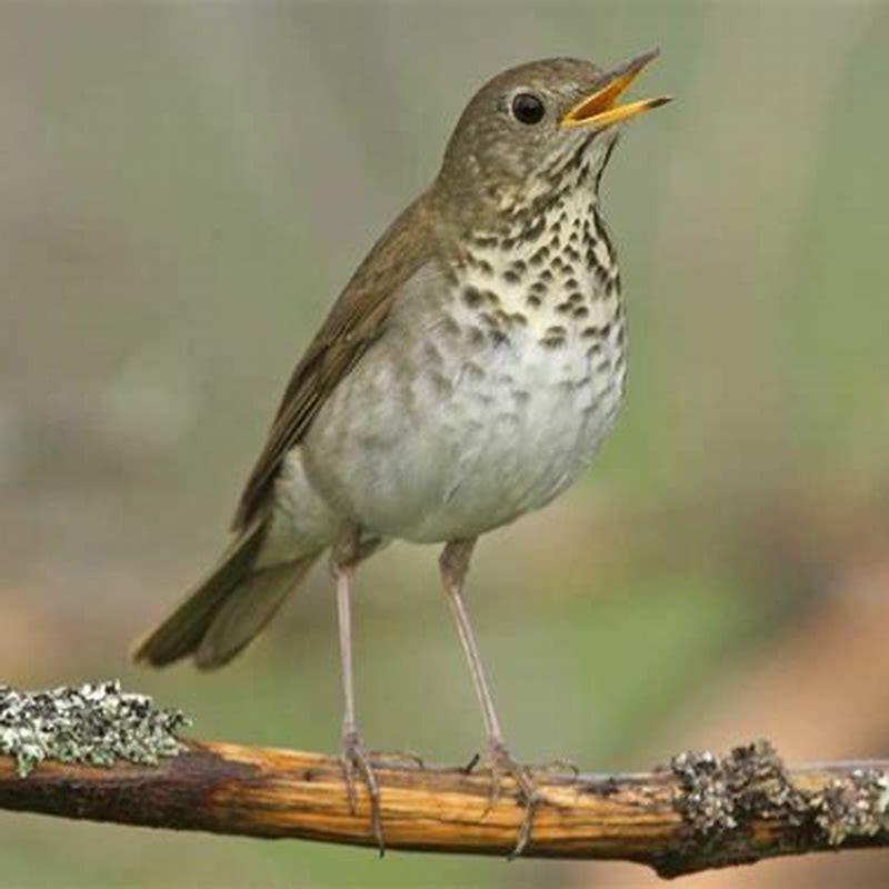 Why is the Bicknell’s thrush endangered?