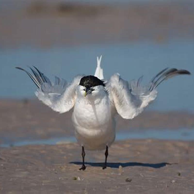 Why is the Sandwich tern called sandwich?
