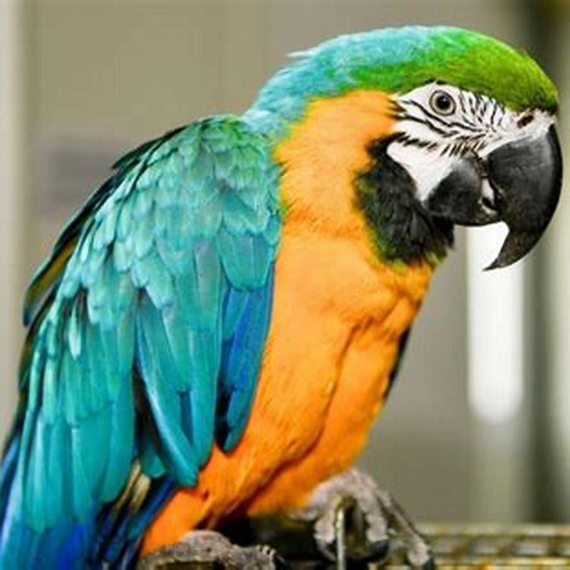 why-parrots-are-bad-pets-diy-seattle