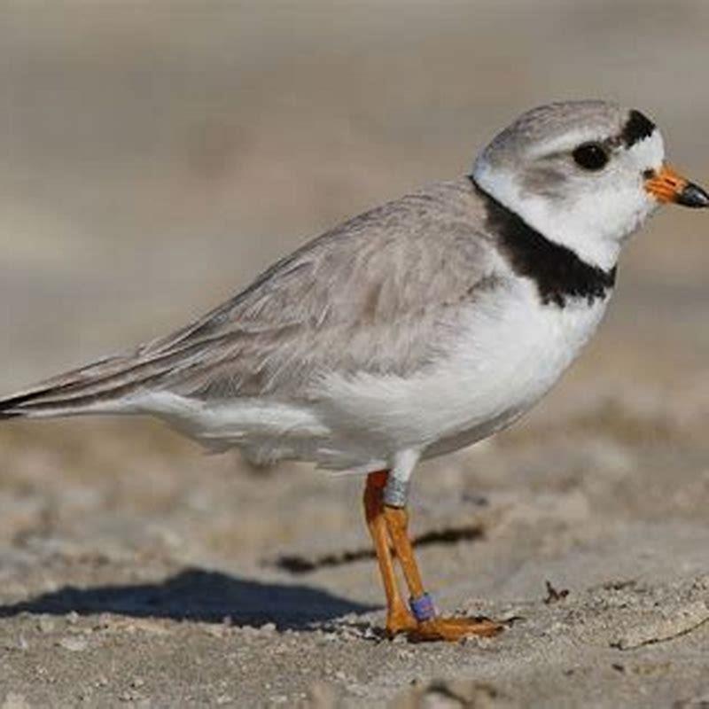 Why the Piping Plover is endangered?