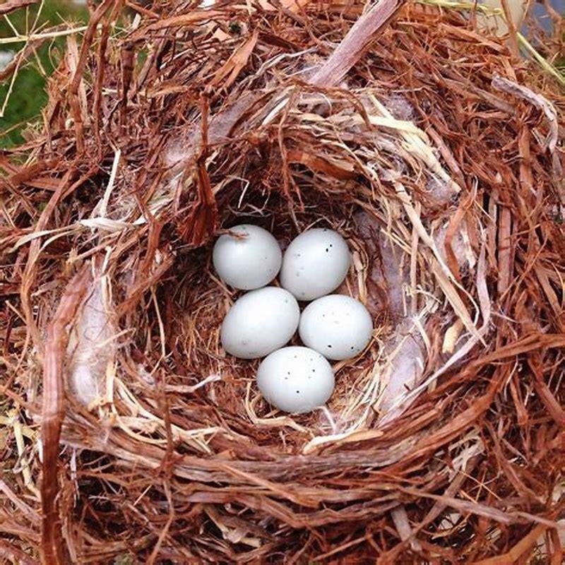 Will birds sit on other birds eggs?