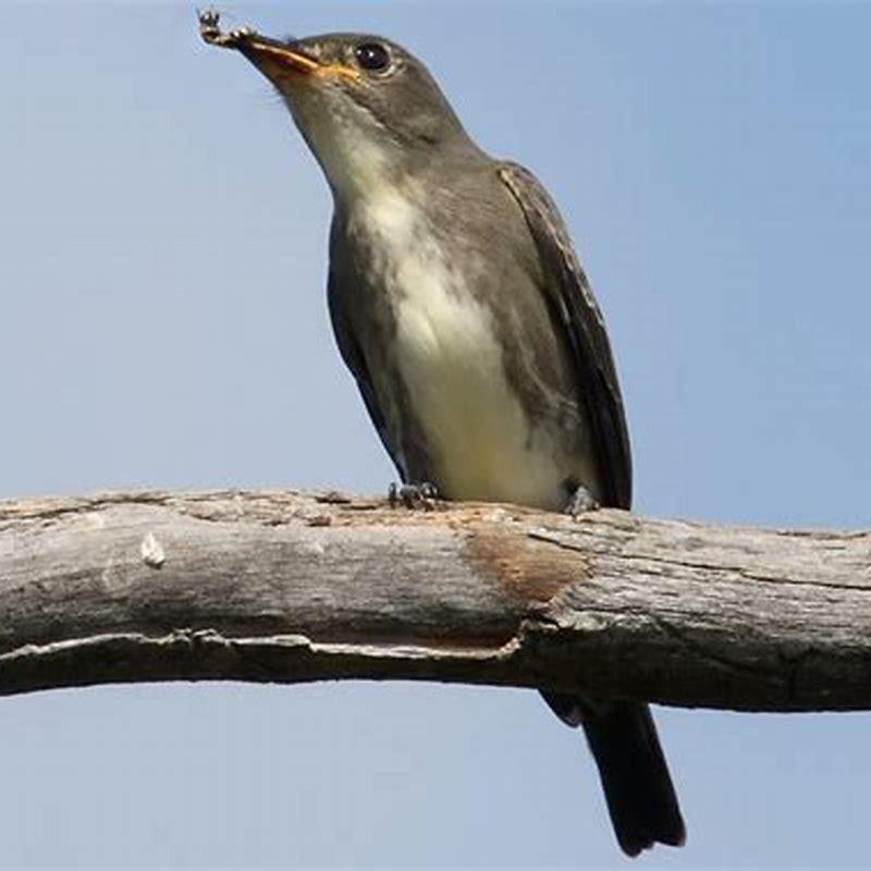 will-flycatchers-eat-bees-diy-seattle