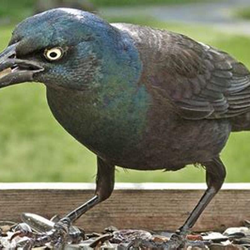 Are blackbirds aggressive to other birds?
