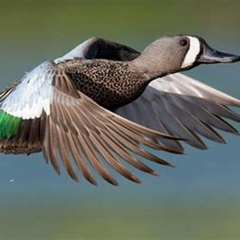 Are blue-winged teal herbivores?